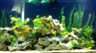 淡水鱼的营养需求