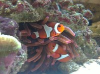 如何预防海水鱼类疾病