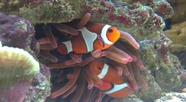 如何预防海水鱼类疾病