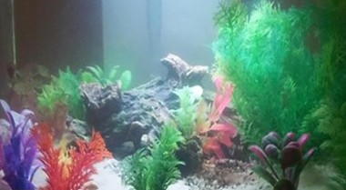 常见新手鱼缸错误