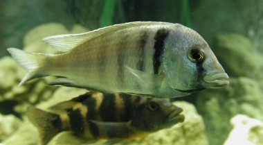 在淡水水族箱中添加岩石和沉木