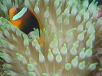 珊瑚礁水族箱中饲养海葵指南