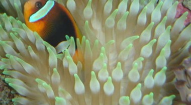 珊瑚礁水族箱中饲养海葵指南