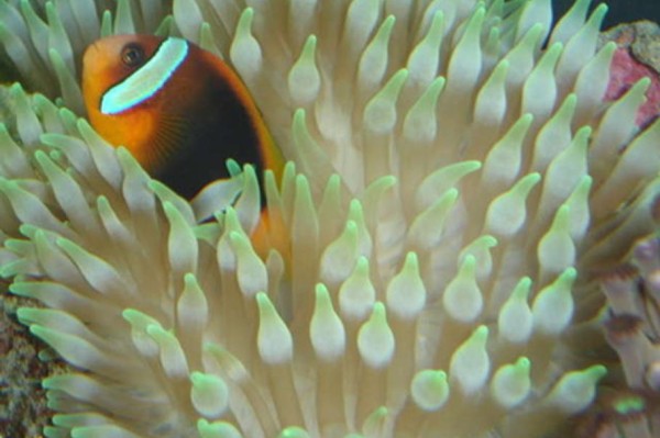 珊瑚礁水族箱中饲养海葵指南