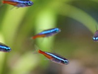 10加仑水族箱的最佳放养选择