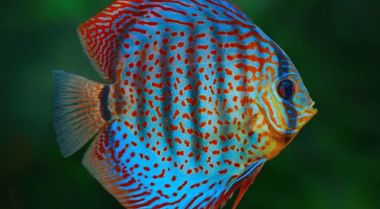 为什么你必须测试水族箱和池塘的水