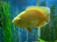 研究表明鱼类可能具有个体个性