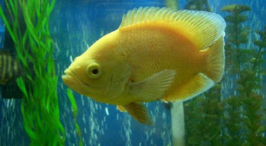 研究表明鱼类可能具有个体个性