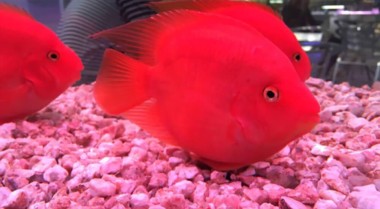 如何饲养鹦鹉鱼