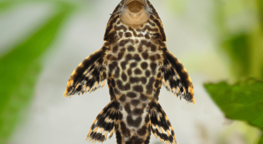 10种最佳淡水鱼缸食藻鱼