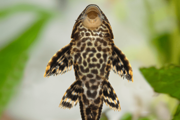 10种最佳淡水鱼缸食藻鱼