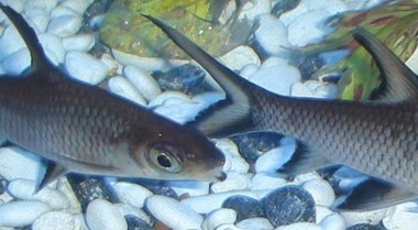 繁殖双线侧鱼基础知识