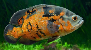 为什么我的鱼不断死亡？