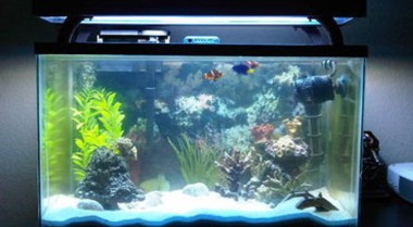 趋势：紧凑型水族箱设备