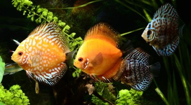 按颜色为水族箱搭配鱼类的小贴士