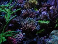 海水水族箱中藻类的好处