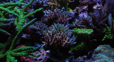 海水水族箱中藻类的好处