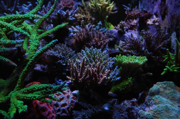 海水水族箱中藻类的好处