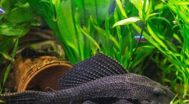 藻片会让我的鱼缸水变浑浊吗？