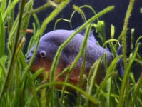 正确清洁鱼缸玻璃上的藻类