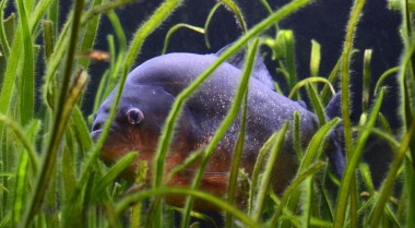 正确清洁鱼缸玻璃上的藻类