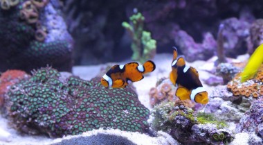 如何解决常见海水水族箱问题