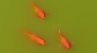 池塘水质问题及解决方法