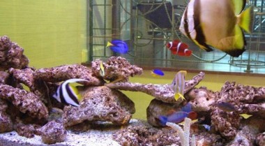 设置海水水族箱系统