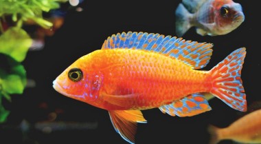 智能水族箱技术是水族爱好的未来