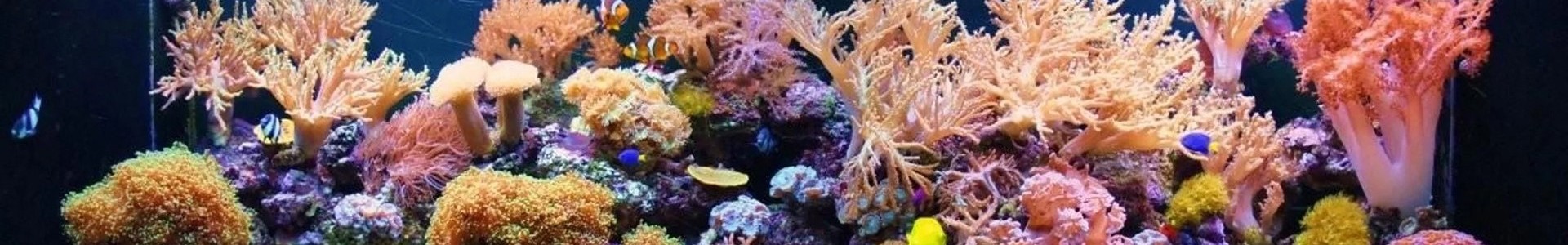 海水缸与珊瑚