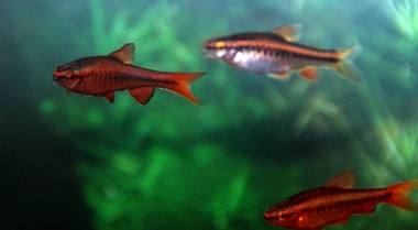 大型家庭水族箱的最佳鲤科鱼选择