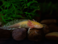 墨西哥钝口螈：它们是什么？以及如何饲养