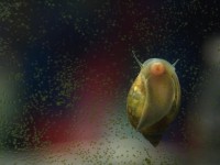 关于彩蛋螺你需要知道的一切