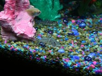 最受欢迎的淡水水族箱鲶鱼