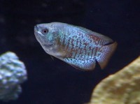 10加仑水族箱的最佳放养选择