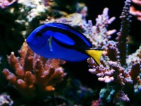 为海水水族箱选择合适的温度