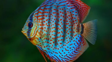 热带水族箱鱼应该保持在什么温度？