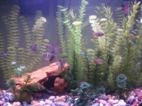 什么是荧光鱼以及如何护理它们？