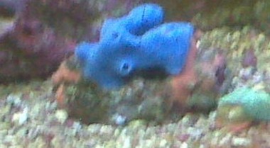 如何护理海水蓝海绵