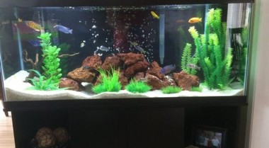 清洁和维护水族箱过滤器的小贴士