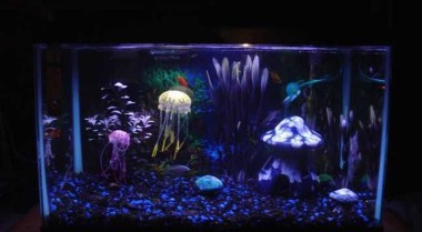 趋势：家庭水族箱中的水母