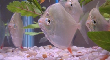 繁殖银板鱼的小贴士