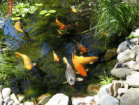 锦鲤鱼池过滤器：是什么？如何运作？