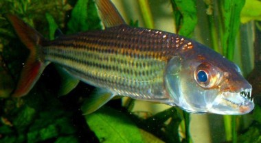 减少鱼类攻击行为的造景小贴士