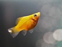 建议常备的良好药物