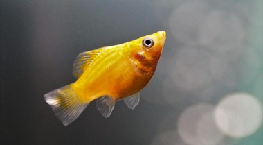 建议常备的良好药物