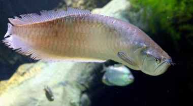 物种聚焦：在淡水水族箱中饲养龙鱼