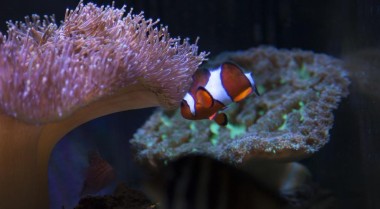 在不花费巨资的情况下打造海水水族箱