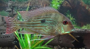 水族箱水草问题诊断