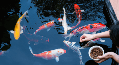 锦鲤鱼池过滤器：是什么？如何运作？